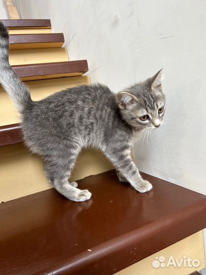 Котенок милый