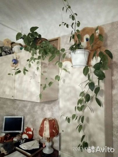 Клеродендрум