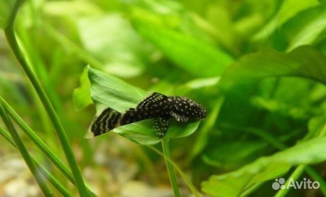 Сомики анциструсы