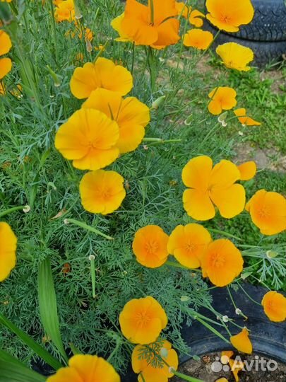 Семена эшшольции