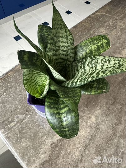 Сансевиерия