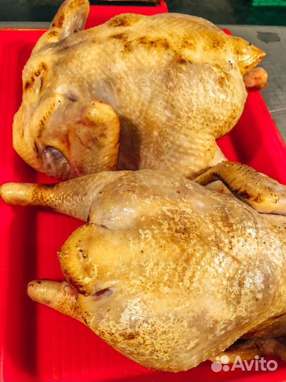 Куры домашние