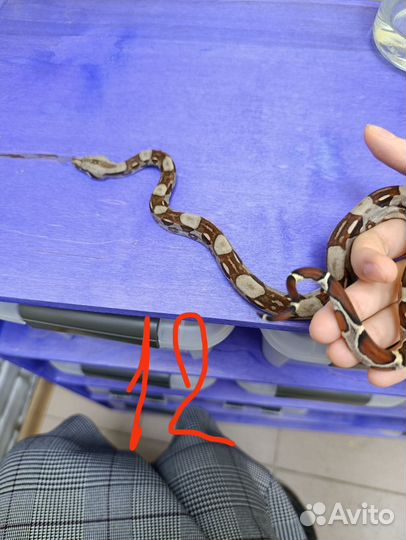 Удав Императорский.Змея