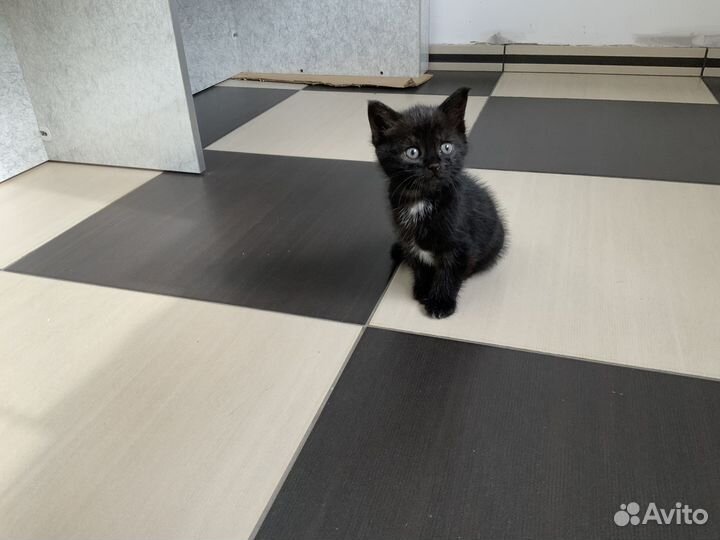 Котята бесплатно