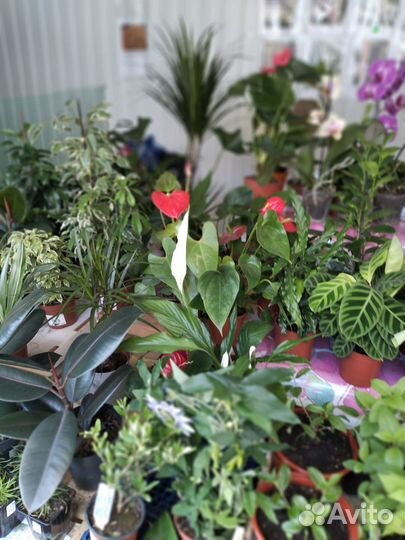 Продам цветы комнатные