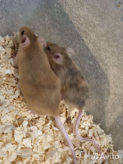 Мышь сатиновая