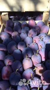 Слива Чачагская ранняя