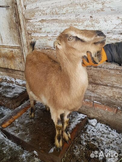 Козы ламанча