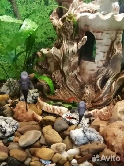 Сомы прилипалы