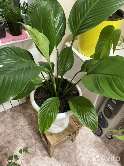 Спатифиллум