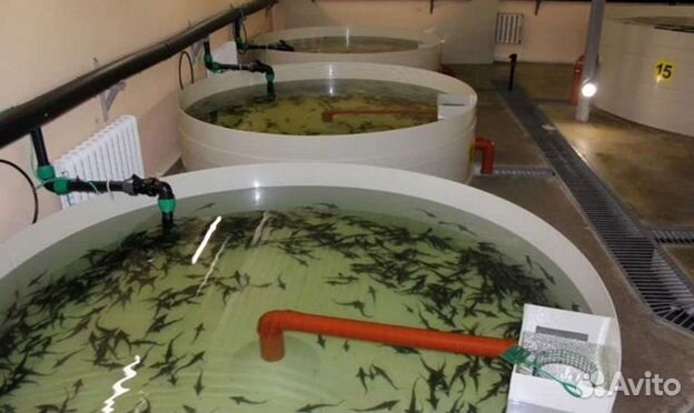 Высоко доходный бизнес под ключ рыбная ферма узв