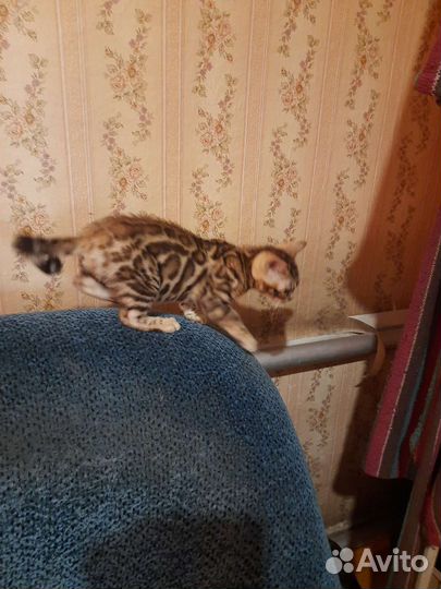 Бенгальская
