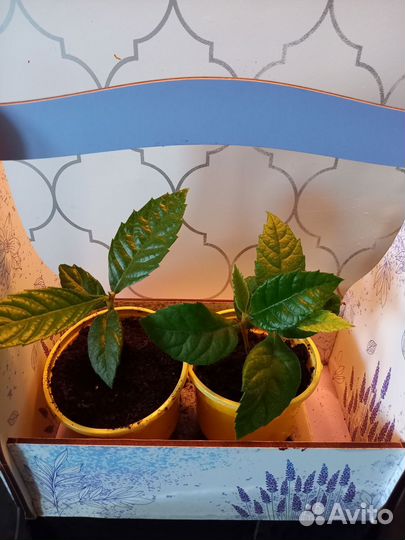 Мушмула японская (саженцы)