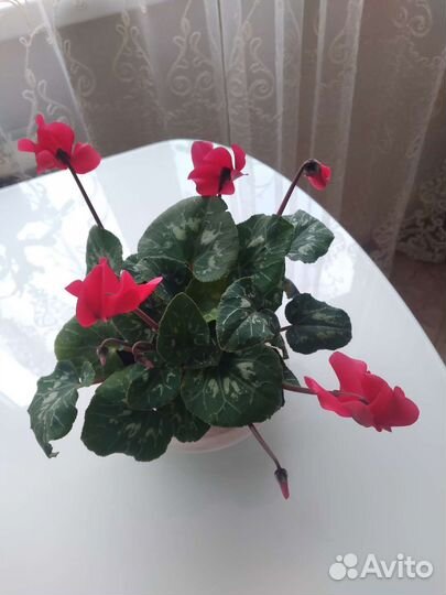 Цикламен супер цветущий пастельный