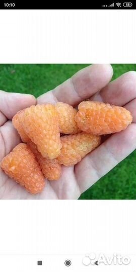 Саженцы малины, ежевики