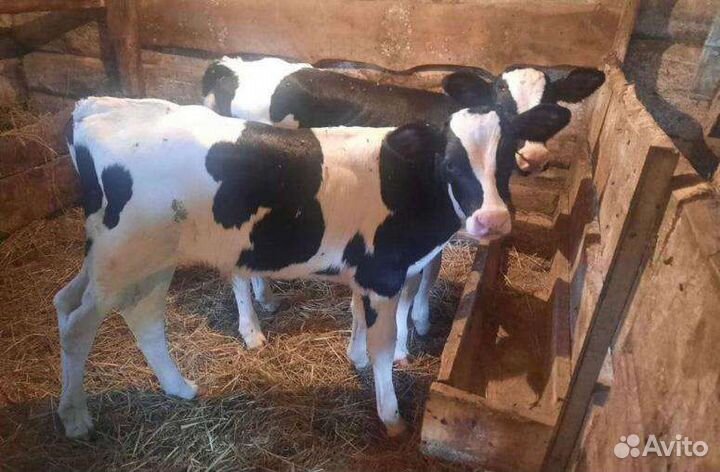 Бычки на откорм