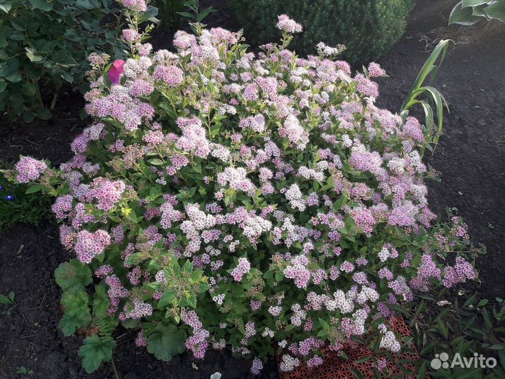 Многолетники садовые. Доставка почтой