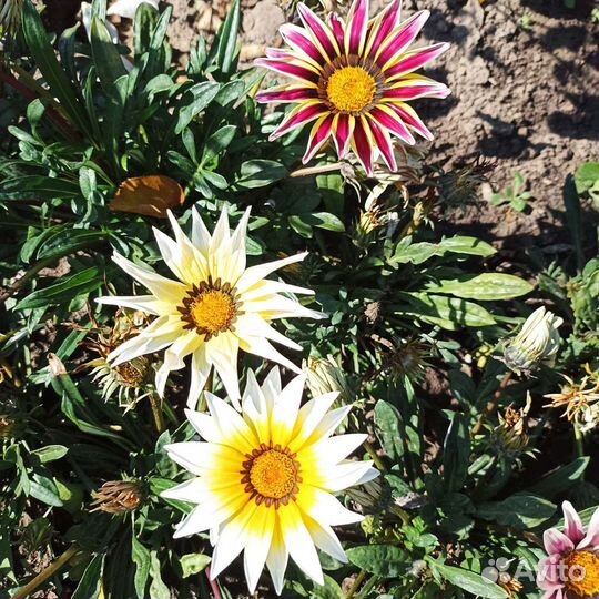 Клематисы, гортензия Самарская Лидия