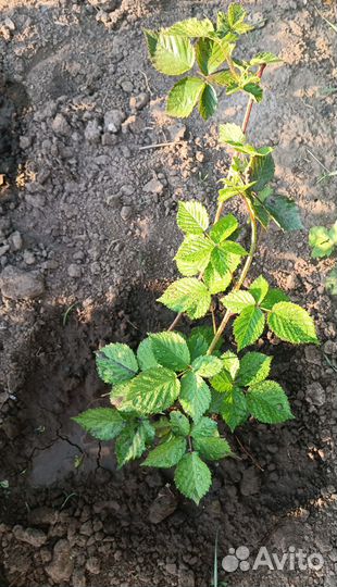 Ежевика без шипов