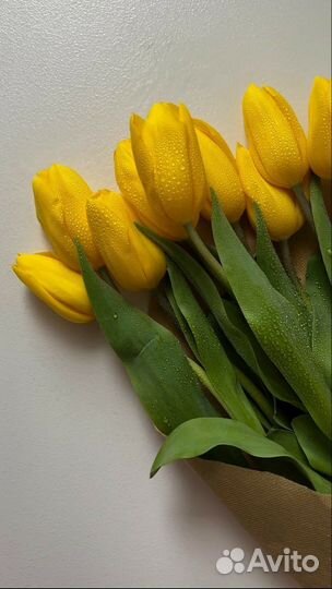 Желтые голландские тюльпаны