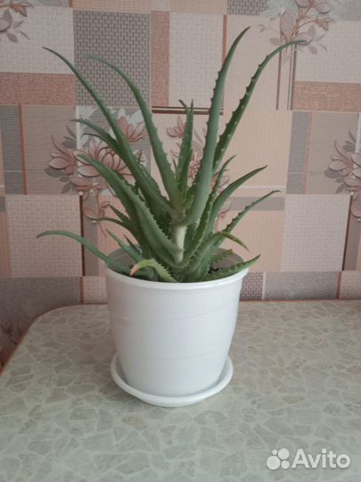 Алоэ лечебный