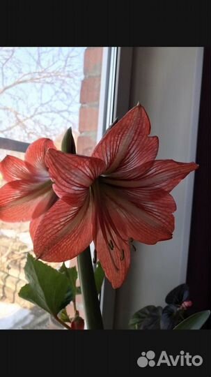 Гиппиаструм