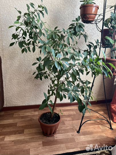 Фикус бенджамина большой