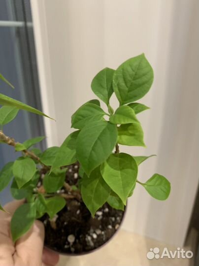 Бугенвиллия mini, филодендрон хосе боэно