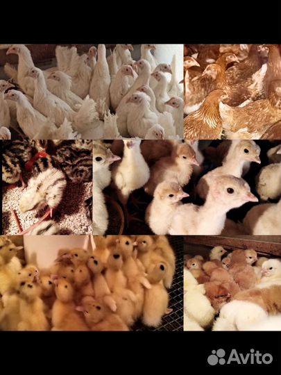 Куры, бройлер,индюки,гуси,утки,петухи и т.д