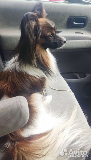 Живое такси Зоотакси Перевозки