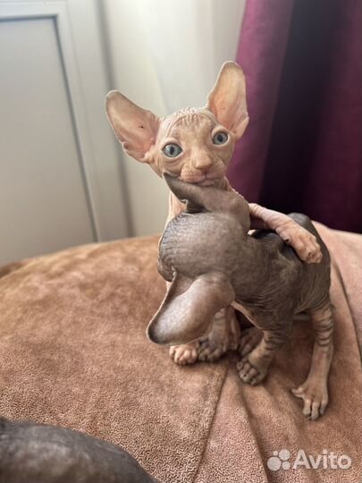 Канадский сфинкс котенок