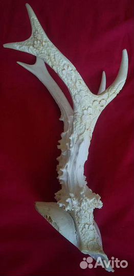 Рожки косули