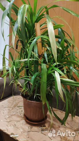 Панданус или винтовая пальма