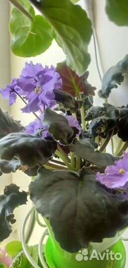 Сортовые фиалки 2 года