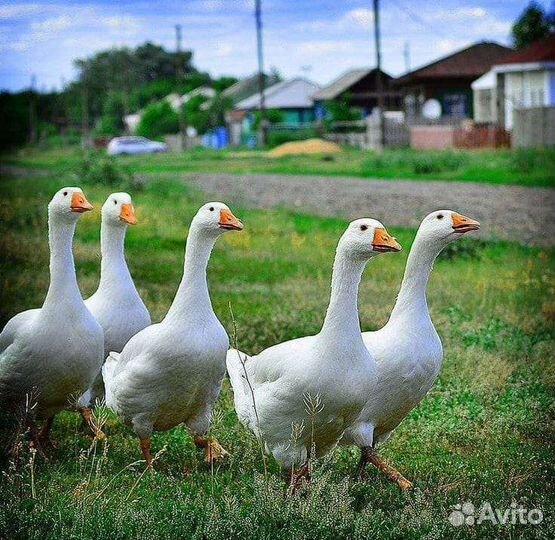 Гуси