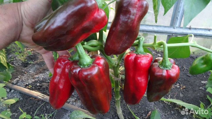 Семена элитного перца сортового