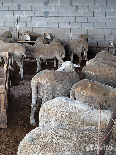 Овцы бараны