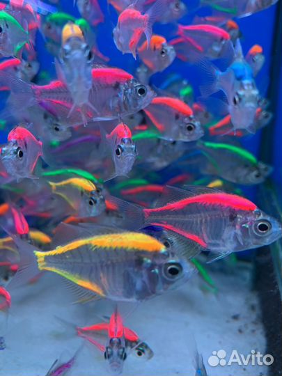 Стеклянный окунь