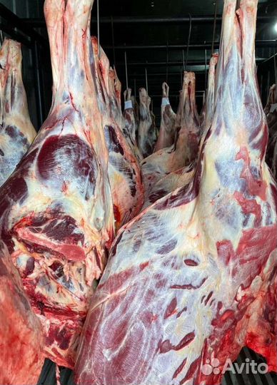 Мясо конина