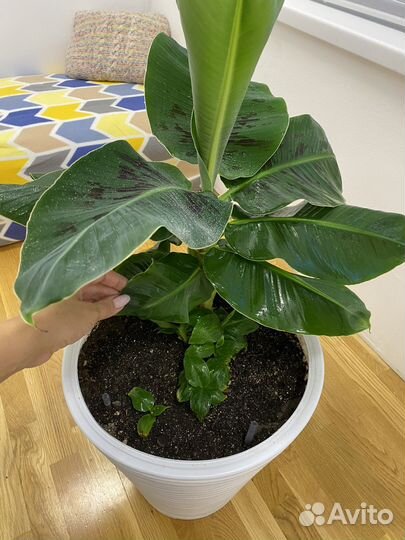 Банан киевский карлик