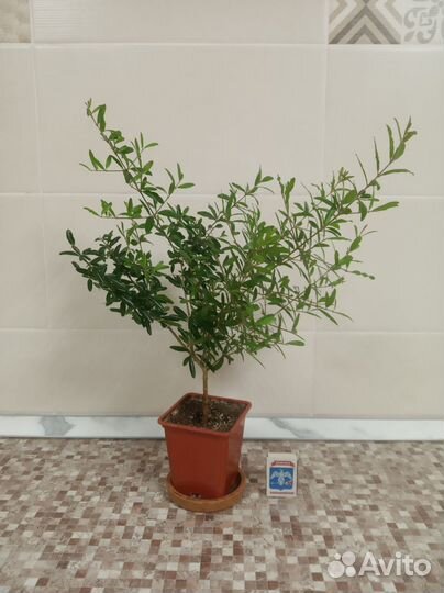 Гранат Нана