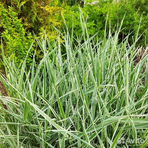 Хаконехлоя, фалярис, саженцы
