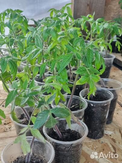 Рассада томатов, перцев, мяты, земляники