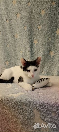 Котёнок мальчик