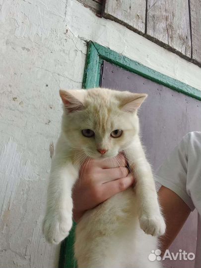 Котята в добрые руки бесплатно