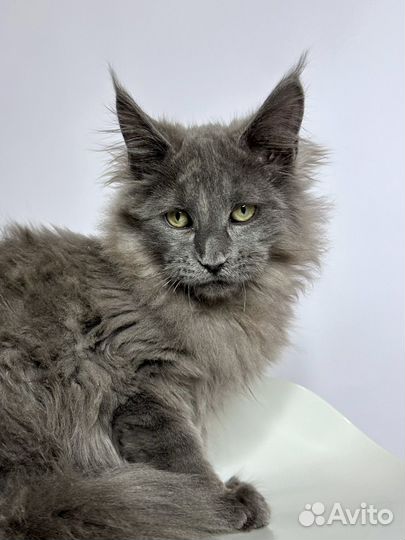 Кот Мейн-кун голубой солид