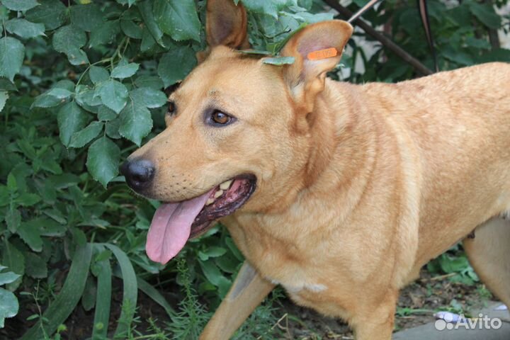 Рыжая малышка в поисках семьи