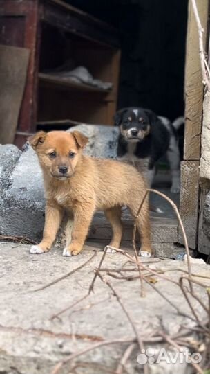 Щенок в добрые руки