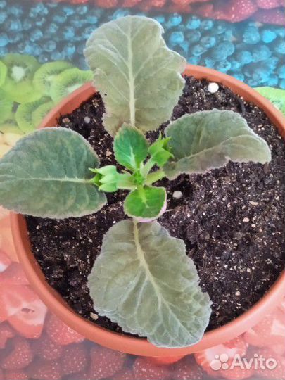 Глоксиния махровая