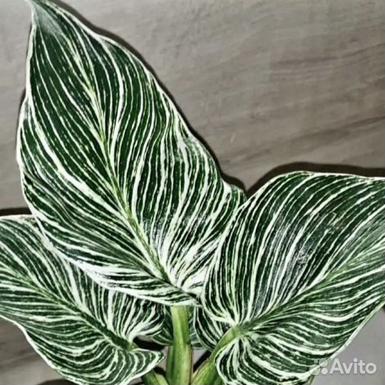 Филадендрон 